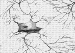 nerves